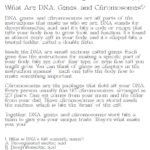How DNA, Chromosomes, and Genes determine traits.