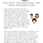 Real World Examples of how DNA, Chromosomes, and Genes determine traits