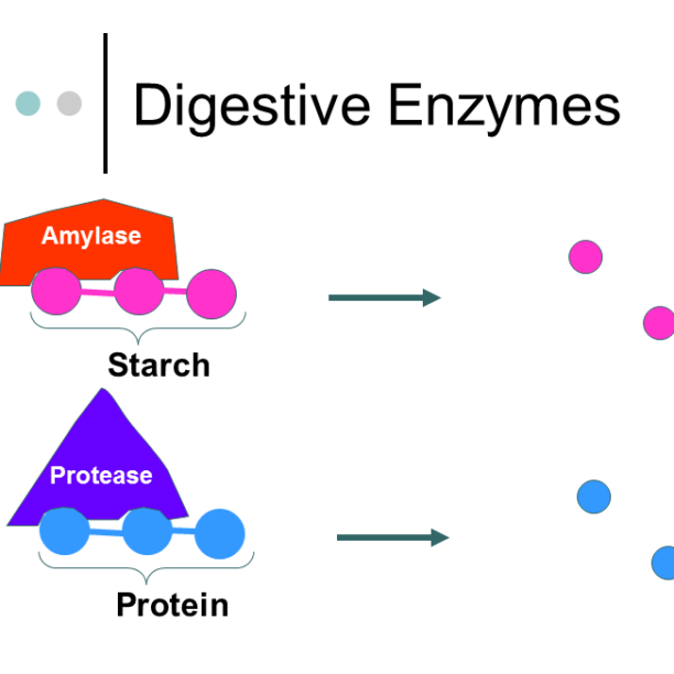 TEST DIGESTIVE ENZYMES MCQ - TeachersTrading.com
